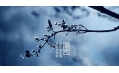 今日霜降 | 一年補(bǔ)透透，不如補(bǔ)霜降